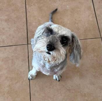 Itzel -  Miniature Schnauzer Dog for Adoption in Homer Glen, Illinois - Itzel | PetCurious