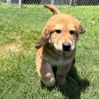 (Found) Nico -  Labrador Retriever and Great Pyrenees Dog for Adoption in Cabot, Arkansas - (Found) Nico | PetCurious