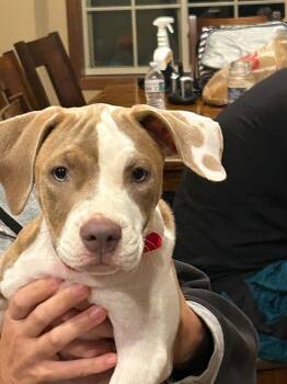 Jasmine -  Pit Bull Terrier and Boxer Dog for Adoption in Minneapolis, Minnesota - Jasmine | PetCurious