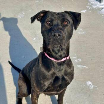 Pit Bull Terrier Dogs Available for Adoption in Matteson, Illinois - Maudi | PetCurious