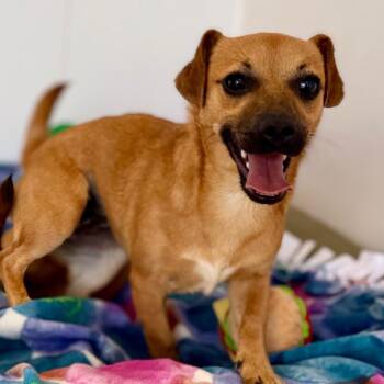 Boo -  Chihuahua and Dachshund Dog for Adoption in Green Bay, Wisconsin - Boo | PetCurious