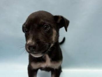 Pickle -  Labrador Retriever and German Shepherd Dog Dog for Adoption in Golden Valley, Minnesota - Pickle | PetCurious