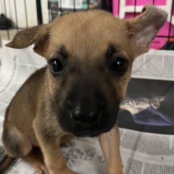 Shana -  Shepherd Dog for Adoption in Edinburg, Texas - Shana | PetCurious