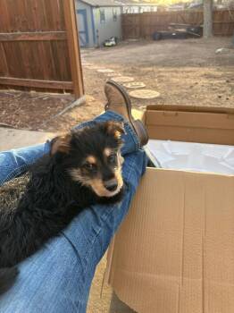 Cattle Dog Dogs Available for Adoption - Hyatt Mireh | PetCurious