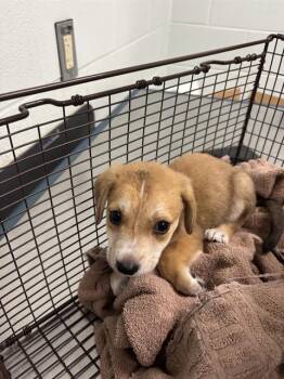 KENT -  Carolina Dog and Mixed Breed Dog for Adoption in Corpus Christi, Texas - KENT | PetCurious