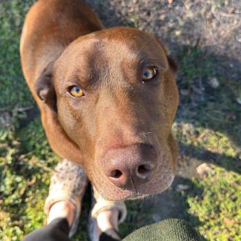 Rescue Chocolate Labrador Retriever Dogs for Adoption in Aberdeen, North Carolina - Rocky | PetCurious