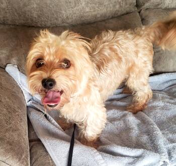 Harley -  Yorkshire Terrier and Poodle Dog for Adoption in Altus, Oklahoma - Harley | PetCurious