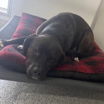 Terrier Dogs Available for Adoption in Pineville, Missouri - Fury | PetCurious