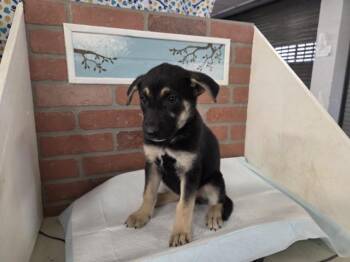 German Shepherd Dog and Mixed Breed Dogs Available for Adoption in Houston, Texas - RUMI | PetCurious