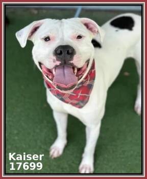 Pit Bull Terrier and American Staffordshire Terrier Dogs Available for Adoption - KAISER | PetCurious