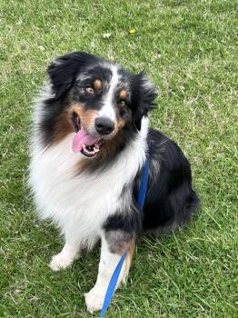 Australian Shepherd Dogs Available for Adoption in Ringwood, Illinois - 0802 Creed Nka Captain | PetCurious