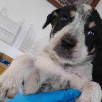Australian Cattle Dog Blue Heeler Dogs Available for Adoption in Douglas, Arizona - (COD) Piper | PetCurious