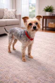 Yorkshire Terrier and Miniature Poodle Dogs Available for Adoption - Mochi | PetCurious