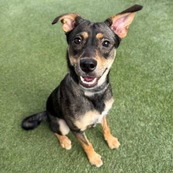 Kima -  Shepherd and Mixed Breed Dog for Adoption in Long Beach, California - Kima | PetCurious