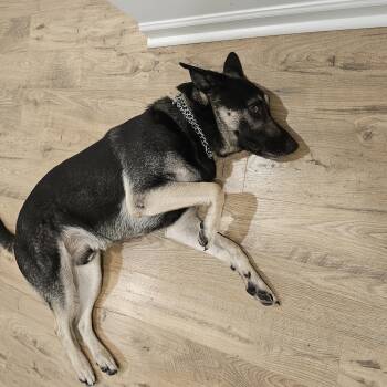 Smokey -  German Shepherd Dog Dog for Adoption in Roswell, Georgia - Smokey | PetCurious