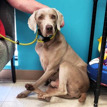 Rescue Weimaraner Dogs for Adoption - Solomon | PetCurious
