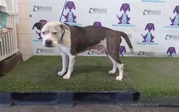 THOR -  Pit Bull Terrier and Mixed Breed Dog for Adoption in Orlando, Florida - THOR | PetCurious