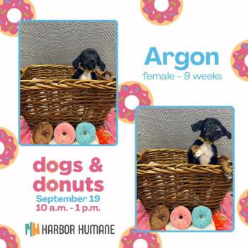 Argon -  Mixed Breed Dog for Adoption in West Olive, Michigan - Argon | PetCurious