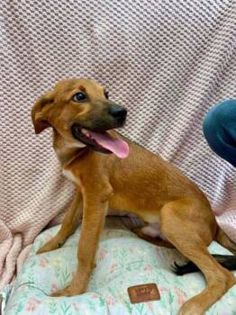 Mohekan -  Feist and Mixed Breed Dog for Adoption in Groveland, Massachusetts - Mohekan | PetCurious