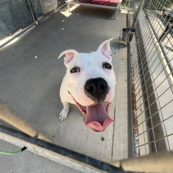 Boxer and Pit Bull Terrier Dogs Available for Adoption in Columbus, North Carolina - Porky | PetCurious