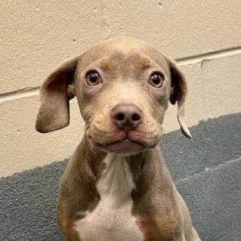 Gracie -  Terrier Dog for Adoption in Bloomfield, Connecticut - Gracie | PetCurious