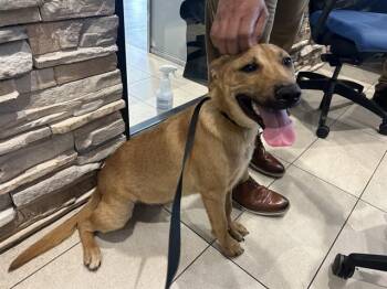 Mixed Breed Dogs Available for Adoption in Rowlett, Texas - R. JR | PetCurious