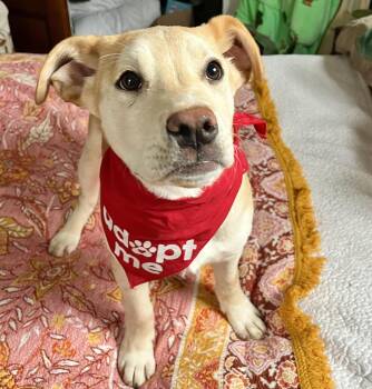 Carolina Dog and Anatolian Shepherd Dogs Available for Adoption - Hooch Spirits - Local Pup | PetCurious