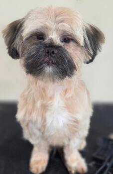 ARNOLD SCHWARZENEGGER -  Shih Tzu Dog for Adoption in Belmont, New York - ARNOLD SCHWARZENEGGER | PetCurious