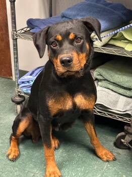 Amelda -  Mixed Breed Dog for Adoption in Lake City, Arkansas - Amelda | PetCurious