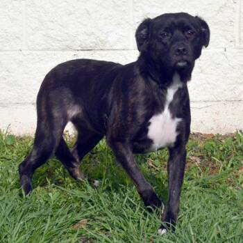 Mixed Breed Dogs Available for Adoption in Kingsland, Georgia - Maggie | PetCurious