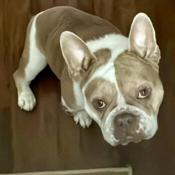 Sir Milton, Earl of Sploot -  Bulldog and French Bulldog Dog for Adoption in Milwaukee, Wisconsin - Sir Milton, Earl Of Sploot | PetCurious