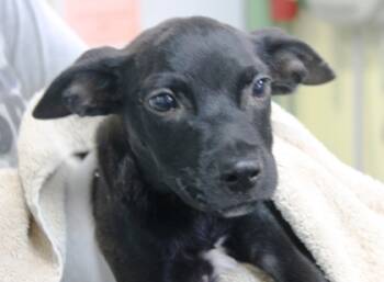 Rescue Terrier and Mixed Breed Dogs for Adoption in Picayune, Mississippi - Luffy | PetCurious