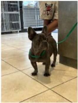 Chani -  French Bulldog and Mixed Breed Dog for Adoption in Morton Grove, Illinois - Chani | PetCurious