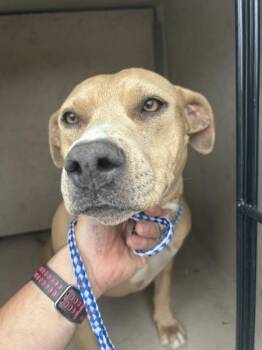 Crimson -  Pit Bull Terrier Dog for Adoption in Victorville, California - Crimson | PetCurious