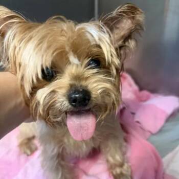 Dragon -  Yorkshire Terrier Dog for Adoption in Austin, Texas - Dragon | PetCurious