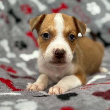 Girl 2 -  Cattle Dog and Mixed Breed Dog for Adoption in Fairfax Station, Virginia - Girl 2 | PetCurious
