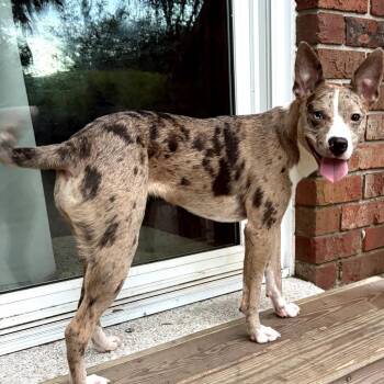 Yuki -  Catahoula Leopard Dog and Australian Cattle Dog Blue Heeler Dog for Adoption in New Orleans, Louisiana - Yuki | PetCurious