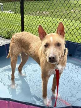 Troy AKA Toby -  Mixed Breed Dog for Adoption in Cincinnati, Ohio - Troy AKA Toby | PetCurious