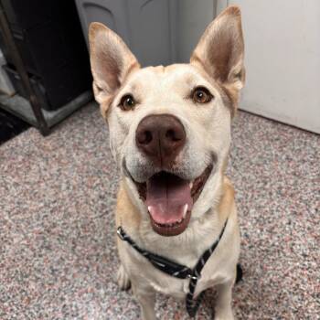 Jeremy -  Mixed Breed and Husky Dog for Adoption in Salt Lake City, Utah - Jeremy | PetCurious