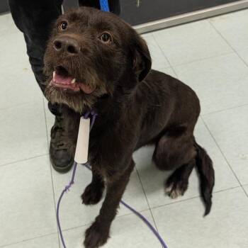 Mixed Breed Dogs Available for Adoption in Philadelphia, Pennsylvania - Sparky | PetCurious