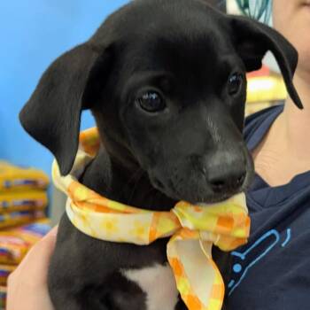 Cattle Dog and Mixed Breed Dogs Available for Adoption - Blackberry | PetCurious