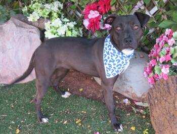 PENNY -  Pit Bull Terrier and Mixed Breed Dog for Adoption in Oklahoma City, Oklahoma - PENNY | PetCurious