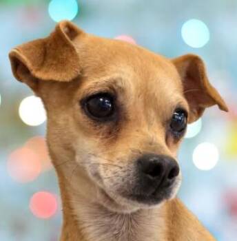 Rudy -  Chihuahua Dog for Adoption in Schaumburg, Illinois - Rudy | PetCurious