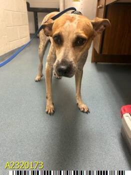 Rescue Mixed Breed Dogs for Adoption in West Palm Beach, Florida - JILLIE | PetCurious