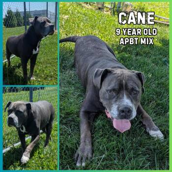 Rescue Pit Bull Terrier Dogs for Adoption in Greenwood, Indiana - Cane | PetCurious