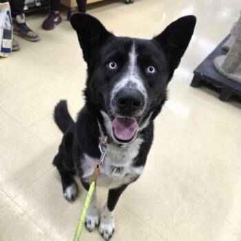 Aries -  Husky Dog Available for Adoption in Belleville, Illinois - Aries | PetCurious