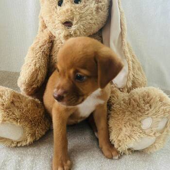 Suki -  Labrador Retriever Dog for Adoption in Fort Belvoir, Virginia - Suki | PetCurious