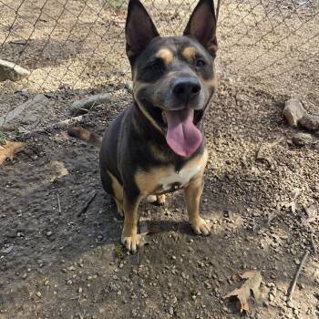 Rescue Shepherd Dogs for Adoption in Madison, Mississippi - Hank | PetCurious