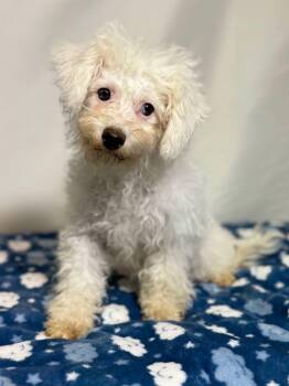 Bender -  Cavachon Dog for Adoption in New Stanton, Pennsylvania - Bender | PetCurious