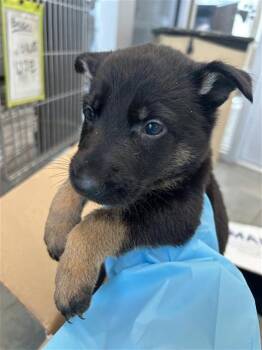 DEE DEE -  Labrador Retriever Dog for Adoption in San Antonio, Texas - DEE DEE | PetCurious